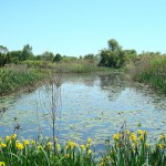 Poquessing Creek Watershed Wet Pond